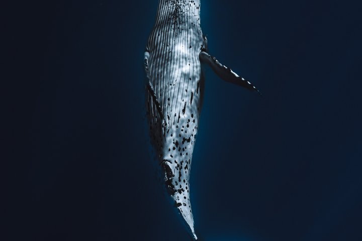 Guided Small Group Whale Watching and Swim Tour Tahiti