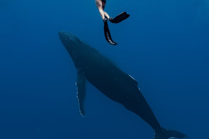 Guided Small Group Whale Watching and Swim Tour Tahiti