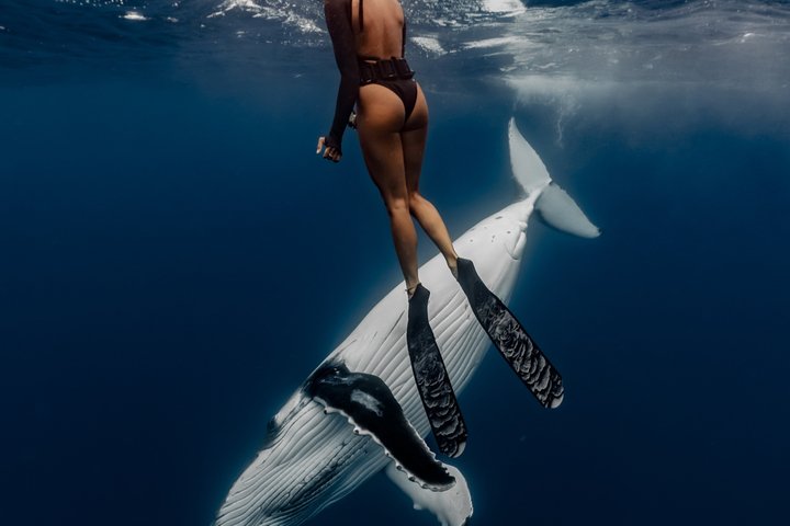 Guided Small Group Whale Watching and Swim Tour Tahiti