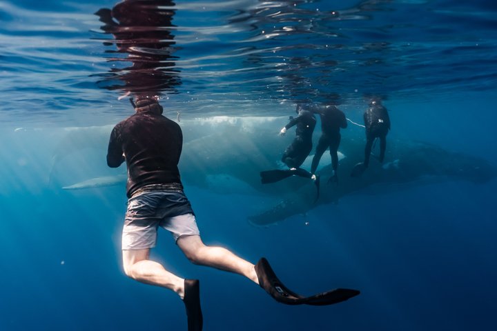 Guided Small Group Whale Watching and Swim Tour Tahiti