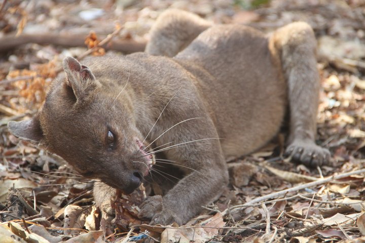 Adventure Tour West Madagascar | Nature and Discovery