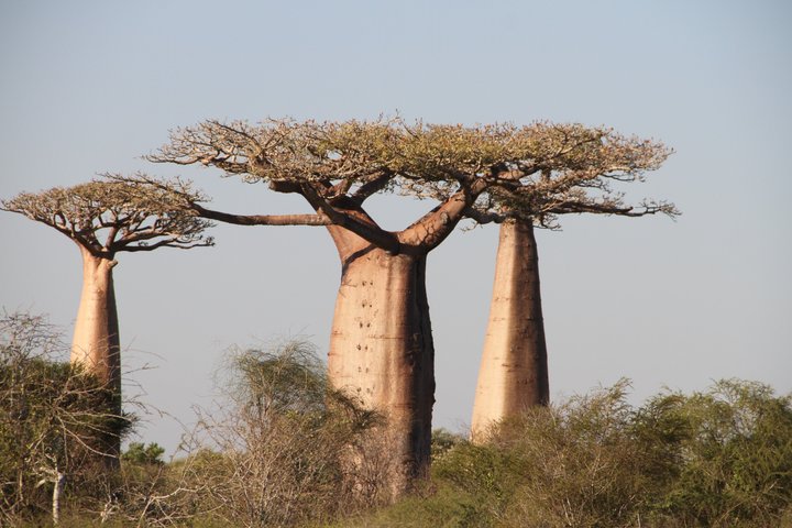 Adventure Tour West Madagascar | Nature and Discovery