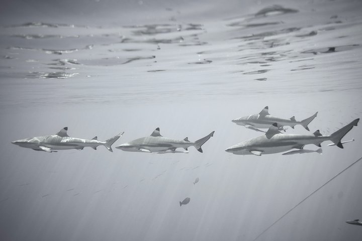 Guided Small Group Whale Watching and Swim Tour Tahiti