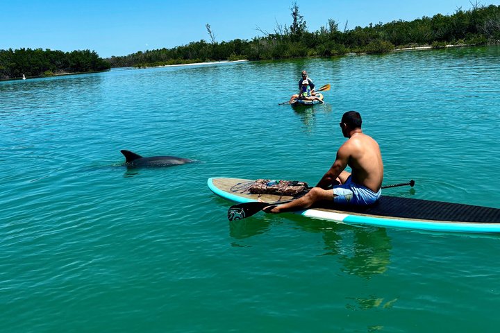 Dolphin and Manatee Tour of Marco Island by Kayak or SUP