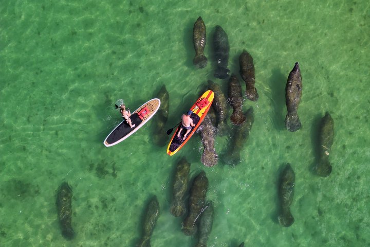 Dolphin and Manatee Tour of Marco Island by Kayak or SUP