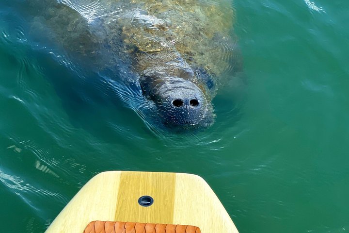Dolphin and Manatee Tour of Marco Island by Kayak or SUP