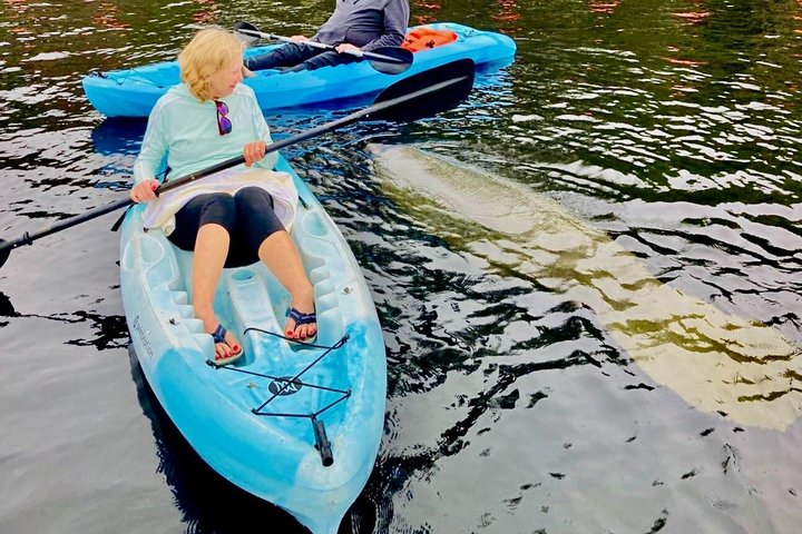 Dolphin and Manatee Tour of Marco Island by Kayak or SUP