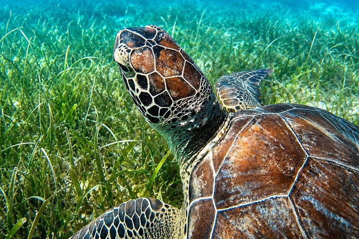 FANTASTIC Green Island and Sea Turtles - Half Day share boat trip
