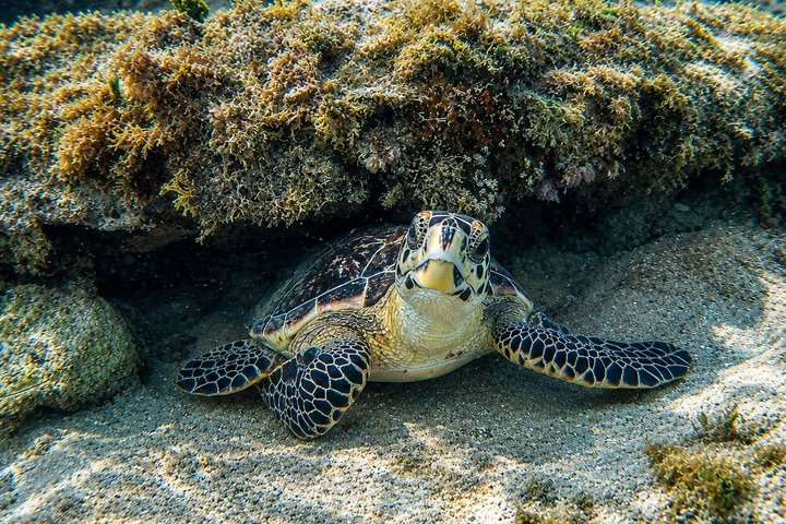 FANTASTIC Green Island and Sea Turtles - Half Day share boat trip