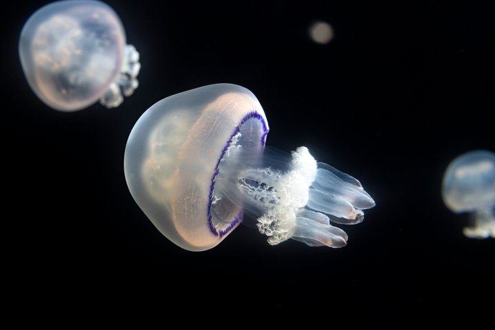 Skip the Ticketing Line: Aquarium of the Pacific General Admission Ticket