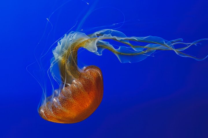 Skip the Ticketing Line: Aquarium of the Pacific General Admission Ticket