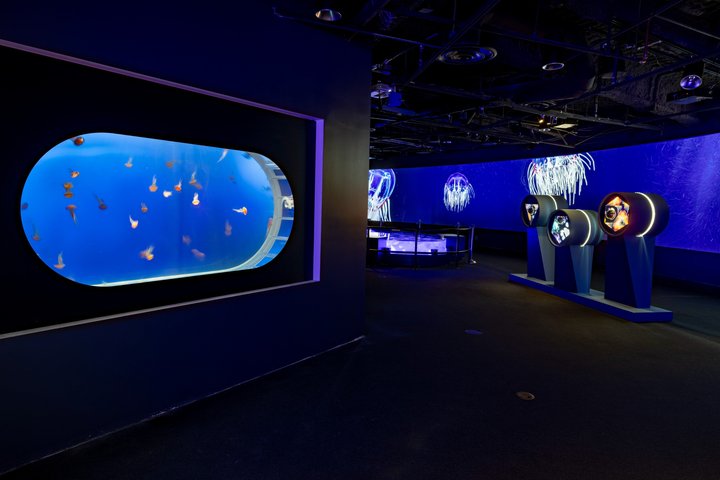 Skip the Ticketing Line: Aquarium of the Pacific General Admission Ticket