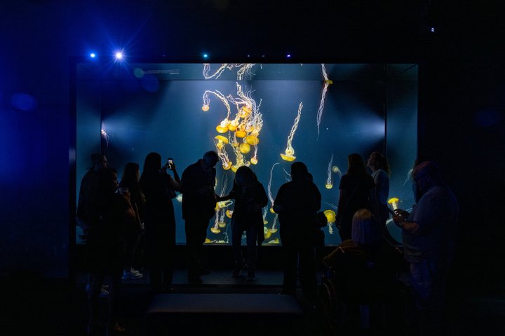 Skip the Ticketing Line: Aquarium of the Pacific General Admission Ticket