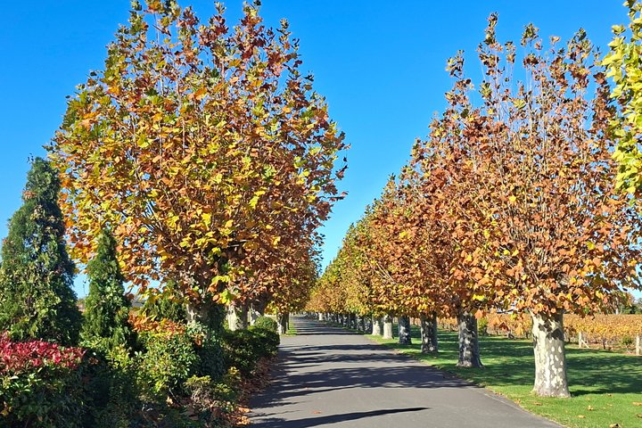 Napier Gourmet Winery Luncheon + tastings at 3 Great Wineries