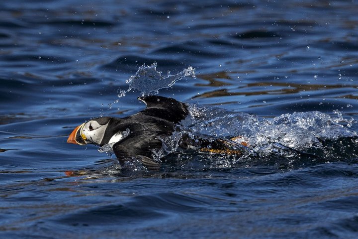 From Nyksund: RIB Boat Seal and Bird Safari