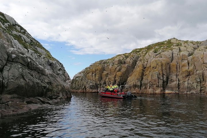 From Nyksund: RIB Boat Seal and Bird Safari