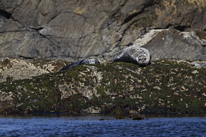 From Nyksund: RIB Boat Seal and Bird Safari