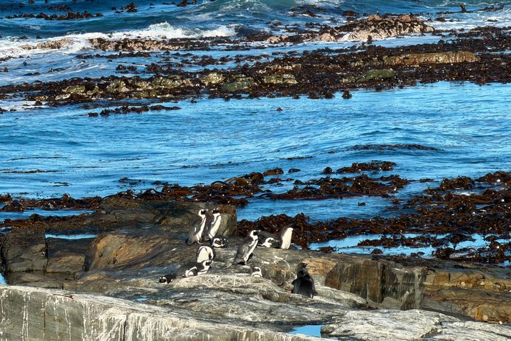 Robben Island Ferry Ticket &Guided Prison Tour with Pick-up& back