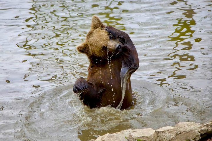From Bucharest: Bear Sanctuary, Dracula's Castle & Brasov