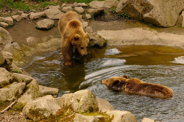 From Bucharest: Bear Sanctuary, Dracula's Castle & Brasov