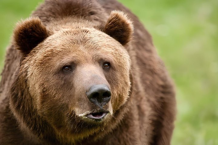 From Bucharest: Bear Sanctuary, Dracula's Castle & Brasov