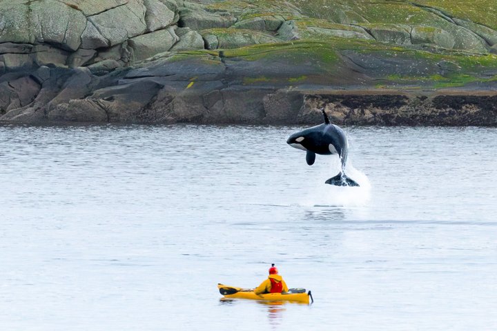 Explore Reinefjord by kayak (3 hours)