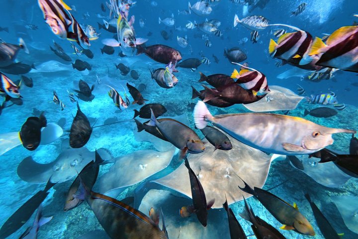 Maldives: Swim with Stingrays & Explore 3 Unique Snorkeling Sites