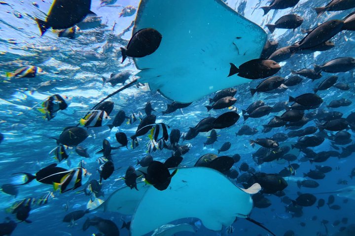 Maldives: Swim with Stingrays & Explore 3 Unique Snorkeling Sites