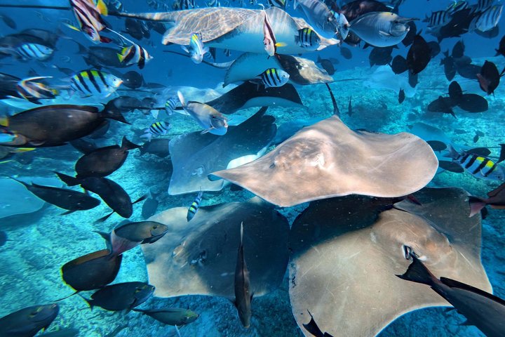 Maldives: Swim with Stingrays & Explore 3 Unique Snorkeling Sites