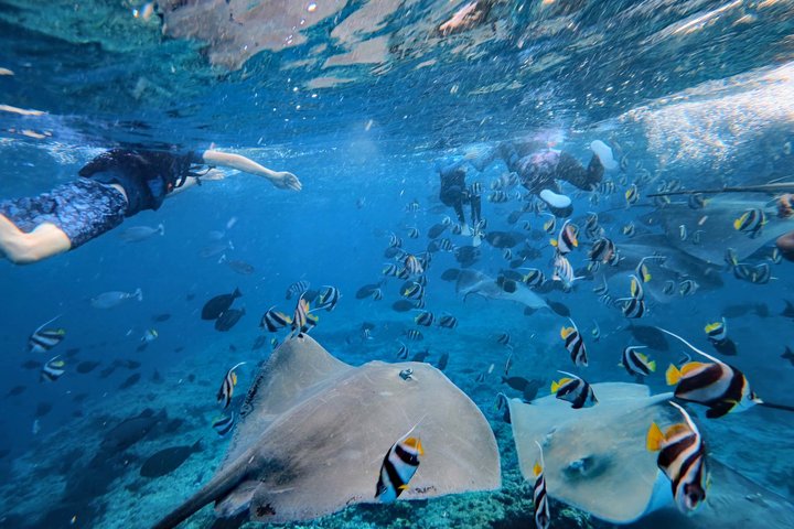 Maldives: Swim with Stingrays & Explore 3 Unique Snorkeling Sites