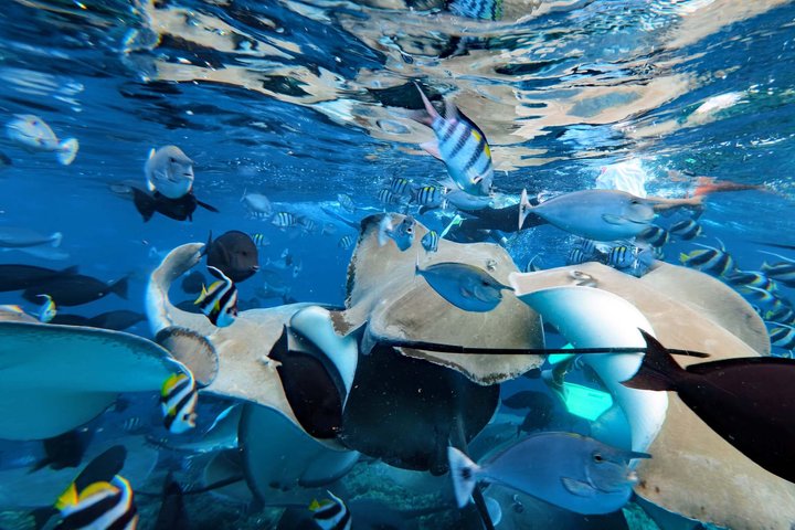 Maldives: Swim with Stingrays & Explore 3 Unique Snorkeling Sites