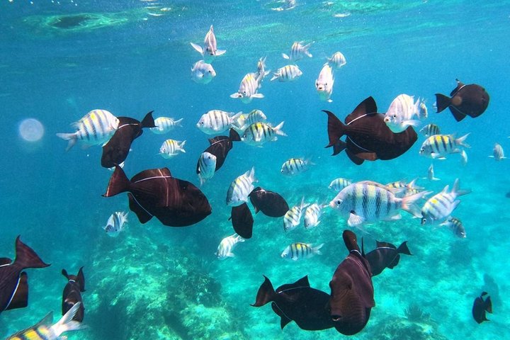 Half Day Snorkel from Providenciales with Visit to Half Moon Bay