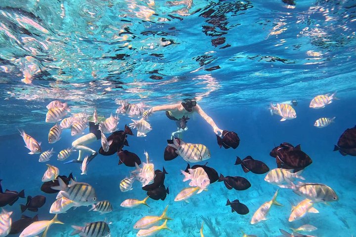 Half Day Snorkel from Providenciales with Visit to Half Moon Bay