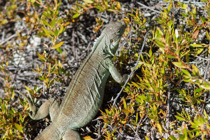 Half Day Snorkel from Providenciales with Visit to Half Moon Bay