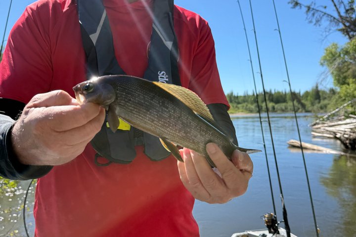 Guided Fishing Adventure On The Chena River By Boat