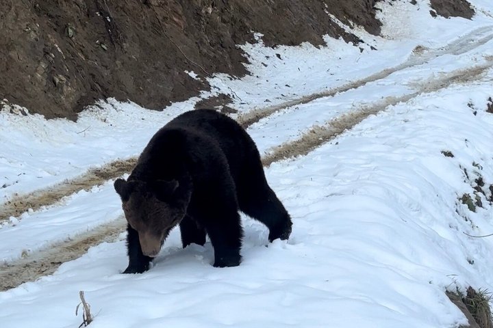 Bear Watching In Brasov: Observe Wild Bears From A Hideout (100%)