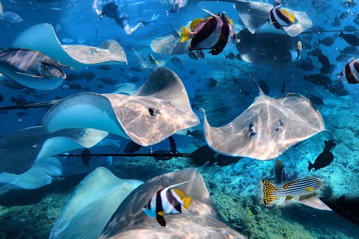 Maldives: Swim with Stingrays & Explore 3 Unique Snorkeling Sites
