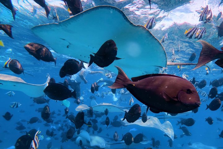 Maldives: Swim with Stingrays & Explore 3 Unique Snorkeling Sites