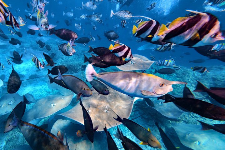 Maldives: Swim with Stingrays & Explore 3 Unique Snorkeling Sites