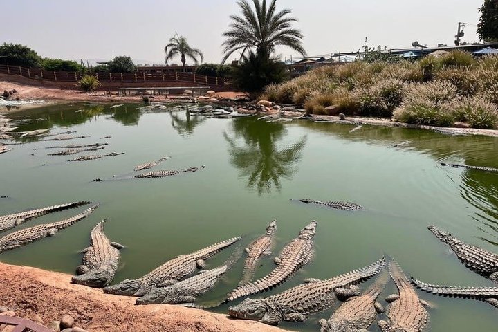 Agadir 3-in-1 Tour: Goats on Trees Souk El Had Crocoparc Tickets