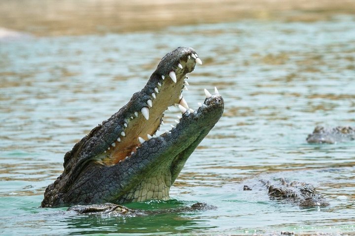 agadir crocoparc tickets with pick-up and return transfer All-Inclusive