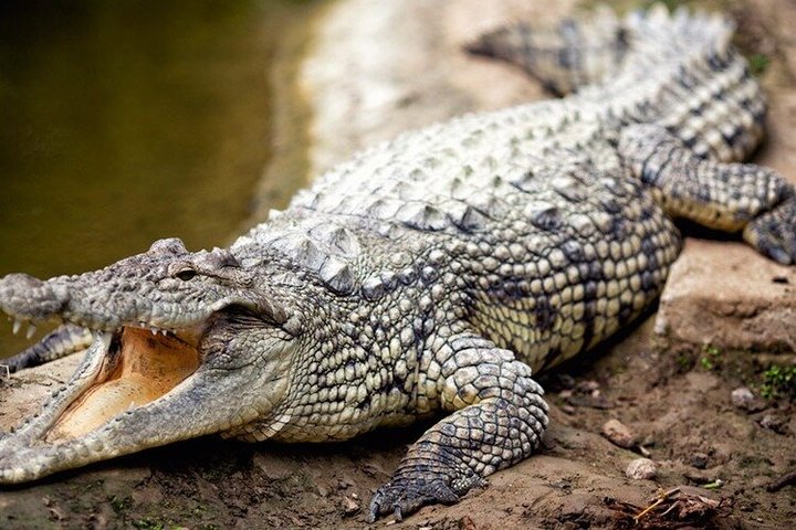 agadir crocoparc tickets with pick-up and return transfer All-Inclusive
