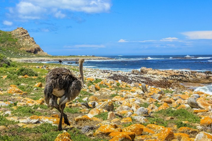 Half Day Boulders Penguins and Cape Point Small Group Tour