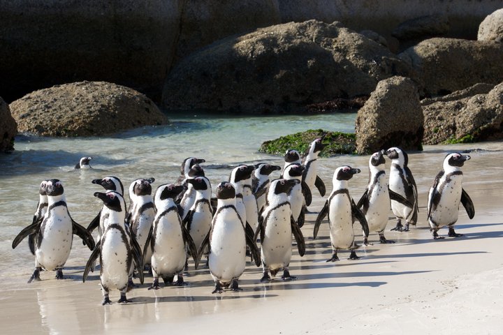 Half Day Boulders Penguins and Cape Point Small Group Tour