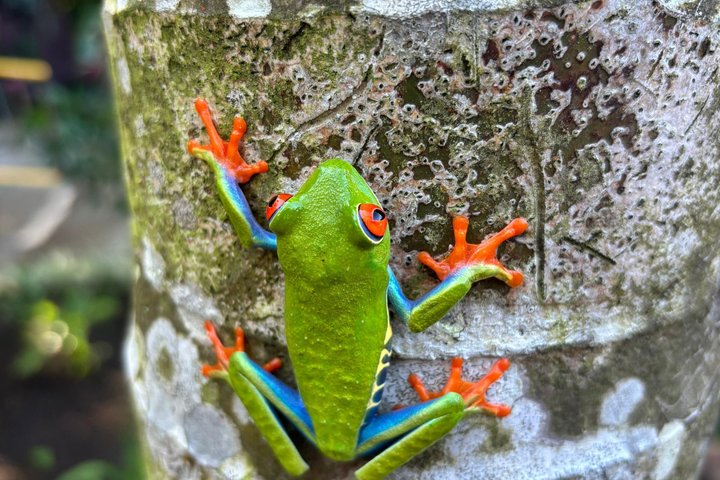 Rio Celeste, Sloth Watching & Waterfall Rainforest Experience
