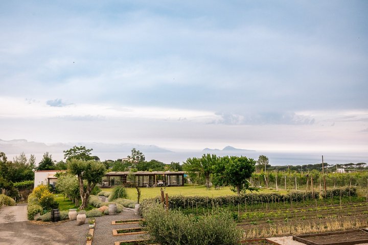 Pompeii Tour & Lunch with Wine Tasting Experience