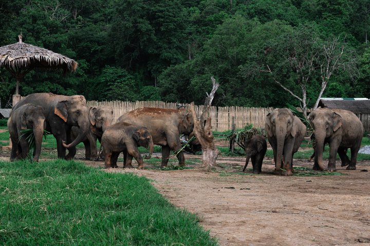 Chiang Mai Elephant Sanctuary, Bamboo Rafting and Waterfall Tour