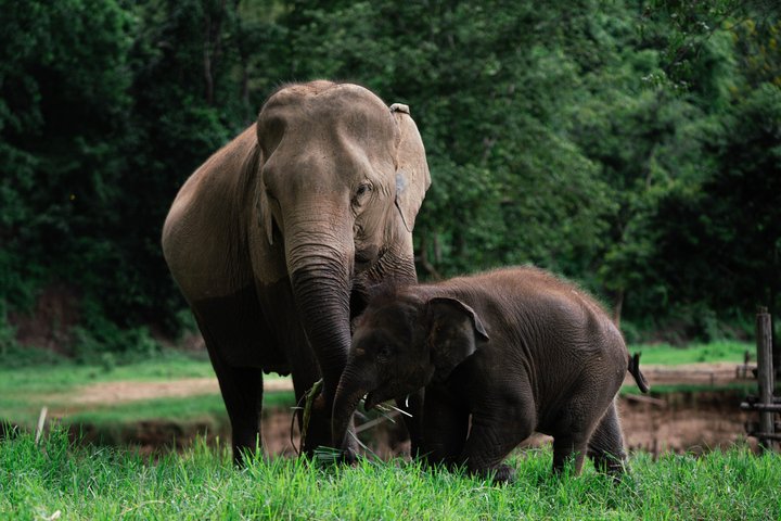 Chiang Mai Elephant Sanctuary, Bamboo Rafting and Waterfall Tour