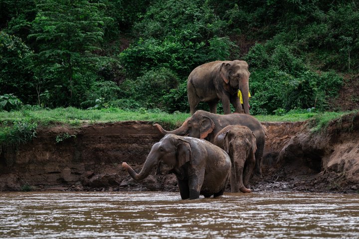 Chiang Mai Elephant Sanctuary, Bamboo Rafting and Waterfall Tour