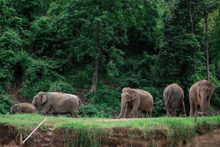 Chiang Mai Elephant Sanctuary, Bamboo Rafting and Waterfall Tour